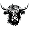 Scottish Highland cow