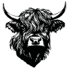 Scottish Highland cow