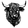 Scottish Highland cow