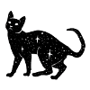 Black cat