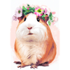 Buntes Meerschweinchen