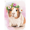 Buntes Meerschweinchen
