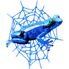 Pfeilgiftfrosch mit Spinnennetz, blauer Frosch