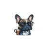 frenchie mom french bulldog