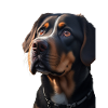 Snoop Dog