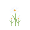 Gänseblume Gänseblümchen