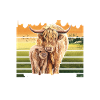 Highland cattle cattle
