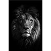 Lion Portrait