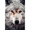 Wolf Gesicht Blut