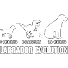 Évolution du Labrador