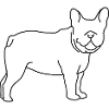 Frenchie