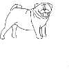 Just a Pug