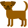 Petit Brabancon