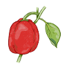 Poivrons rouges vecteur capsicum