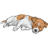 Jack Russell Terrier