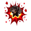 Comic Dog Design - Pow - Dachshund