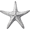Shell heart