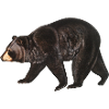 Bear forest animal