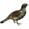 Bird forest animal
