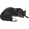 Black fox
