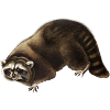 Racoon