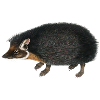 hedgehog
