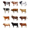 Cattle drawings - cow motif