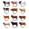Cow drawings - cattle breeds