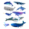 Whales Drawings - Whale Species