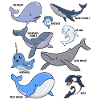 Many different species of whales