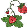 strawberry plant
