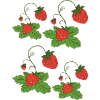 Champ de fraises