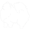 Just a Pomeranian