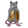 Rat Musician Cymbal Music