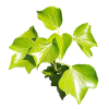 Ivy – Evergreen connection