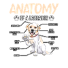 Anatomie du Labrador