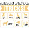 Stubborn labrador tricks