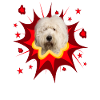 Comic Dog Design - Pow - Bobtail