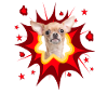 Comic Dog Design - Pow - Chihuahua