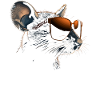 Sonnenbrille Maus