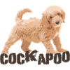 Cockapoo