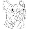 Französische Bulldogge
