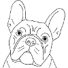 Französische Bulldogge