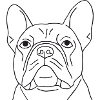 Französische Bulldogge