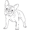 Französische Bulldogge