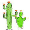 two cacti