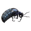 Insect Oil
