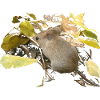 mouse in foliage