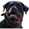 Rottweiler Portait