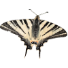 Scarce swallowtail